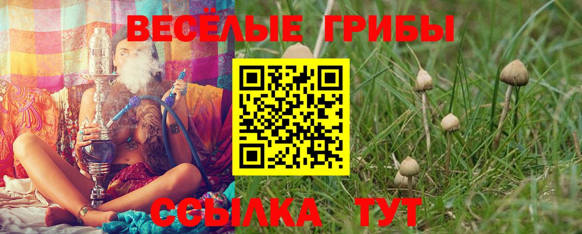 Псилоцибиновые грибы Cubensis Сокол